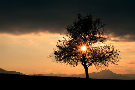 黄昏时间的抽象金树和太阳剪影图片