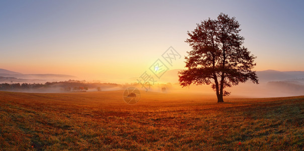 日落时在草原上独自一棵树有阳光和薄雾高清图片