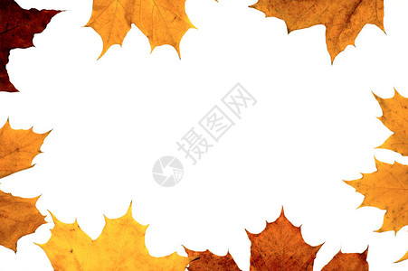 秋天枫叶框架背景背景图片