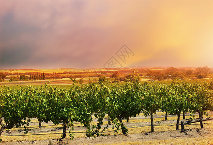 在南澳大利亚的巴罗萨谷采摘了几条葡萄树图片