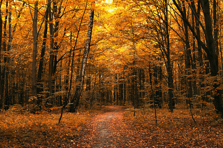 森林中的秋树图片