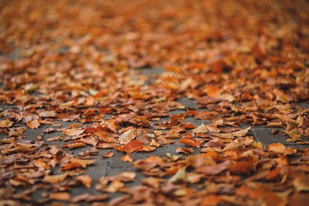 秋天的心情落叶覆盖街道图片
