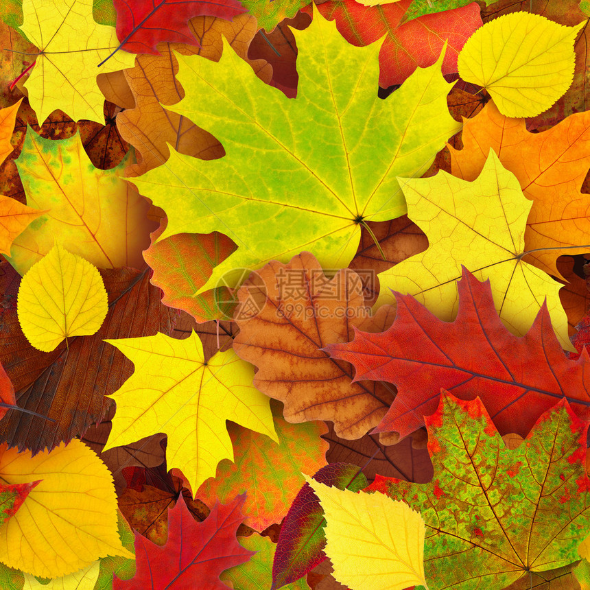 无缝色彩多的秋图片