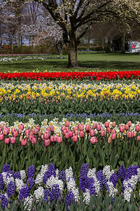 荷兰公园里盛开的郁金香花图片