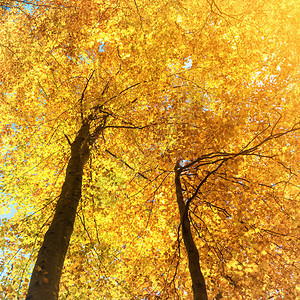 森林的美丽秋天自然景观红橙图片