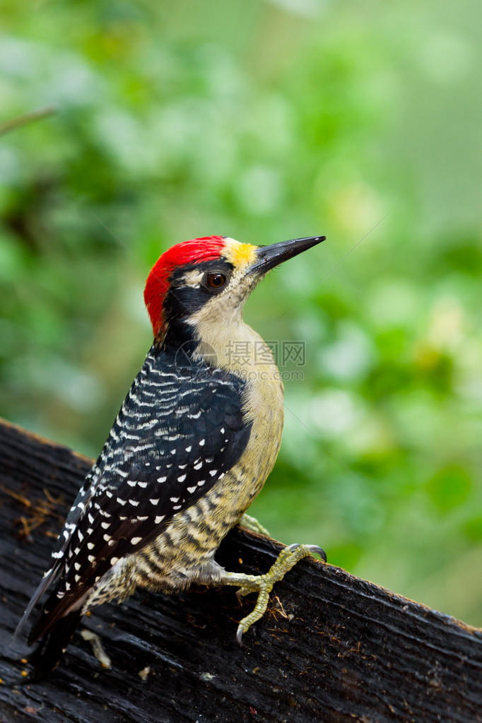 伯利兹热带雨林中一只黑脸啄木鸟的特写图片