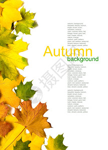 秋天的彩色树叶背景图片