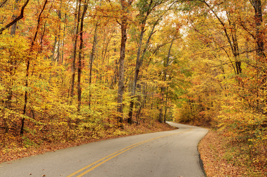 有秋叶的蜿蜒道路图片