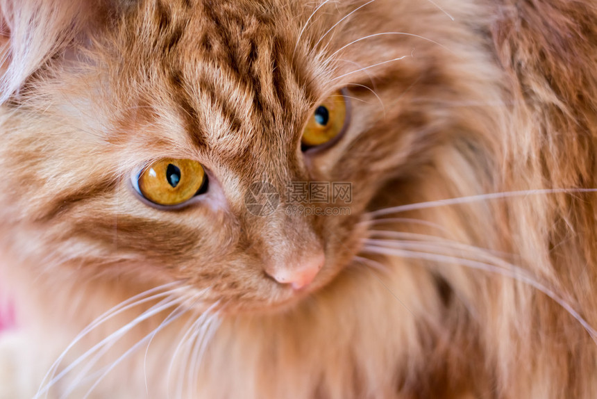 红猫大黄眼睛紧闭着一图片