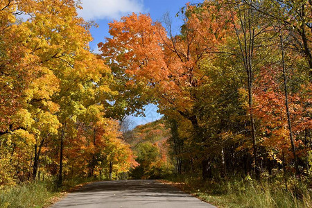 色彩多的秋天绿树在铺路图片