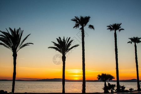 海日落背景上的棕榈树剪影图片