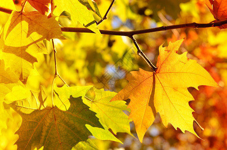 五颜六色的秋叶树枝上秋叶的背景图片