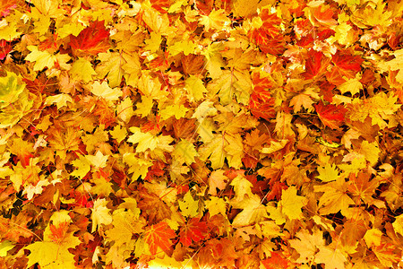 秋叶树的背景黄色图片