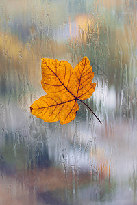 秋雨树叶在背景图片