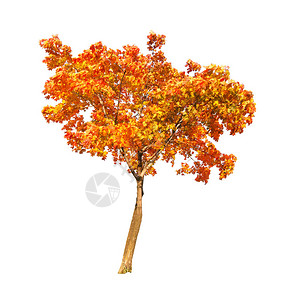 白色背景上孤立的红色秋天枫树图片