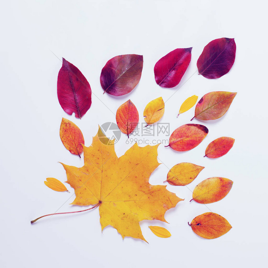 秋天的边界白色背景上充满活力的红色和黄色叶子的方形组成老式过滤平图片