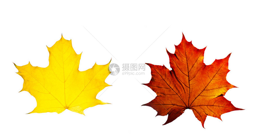 秋天黄叶和红叶图片