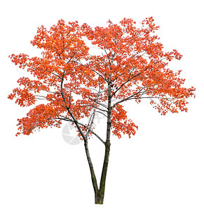 白色背景上孤立的红色秋天枫树图片