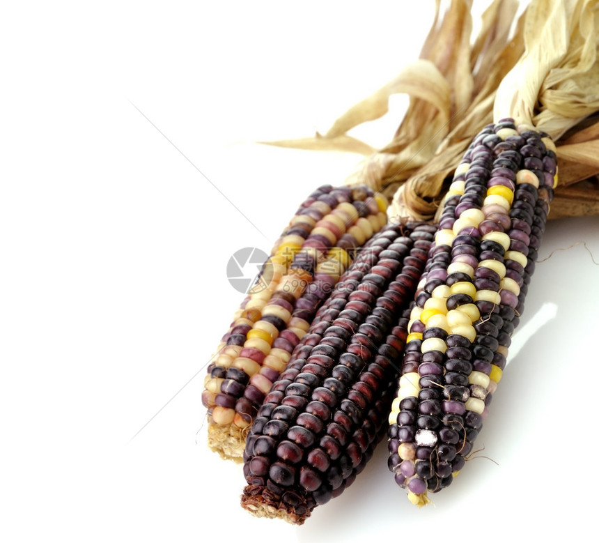 白色背景上的彩色干玉米芯图片