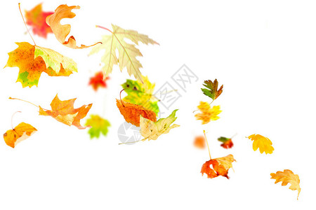 秋天的落叶在白色上飘落和旋转背景图片