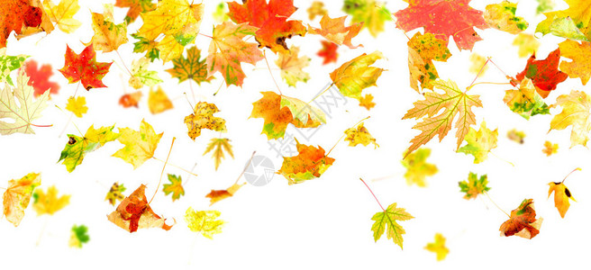 秋天的枫叶在白色背景下飘落和旋转图片
