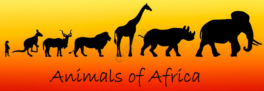 非洲动物的轮椅图片