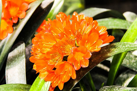 Clivia花朵在绿背景图片