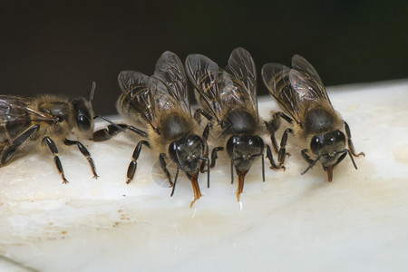 蜜蜂昆虫同背景图片