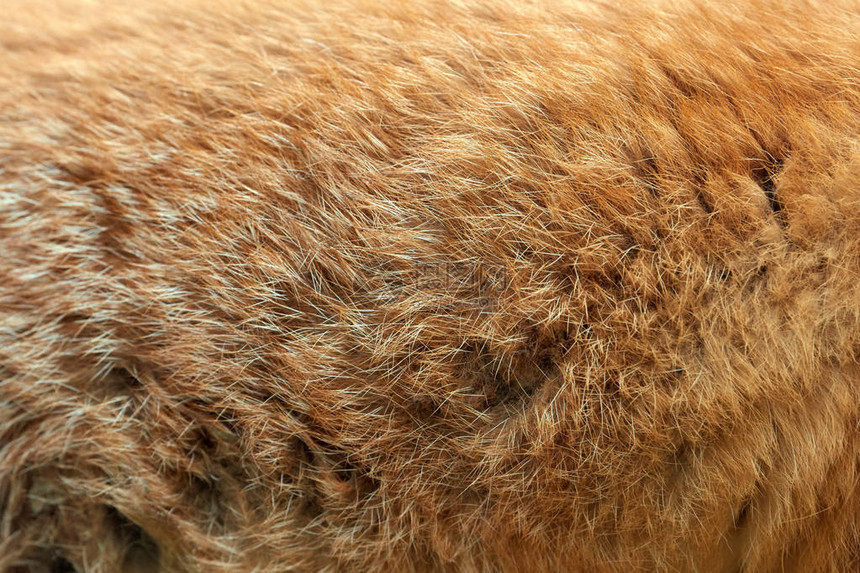 红色狐狸毛皮的图片