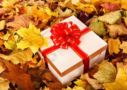 秋叶中的礼品盒秋季假期图片