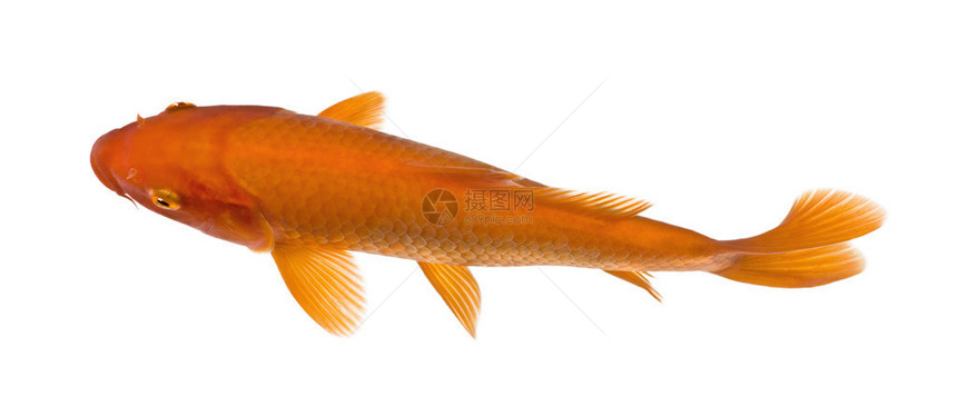 红鱼的顶部视图图片