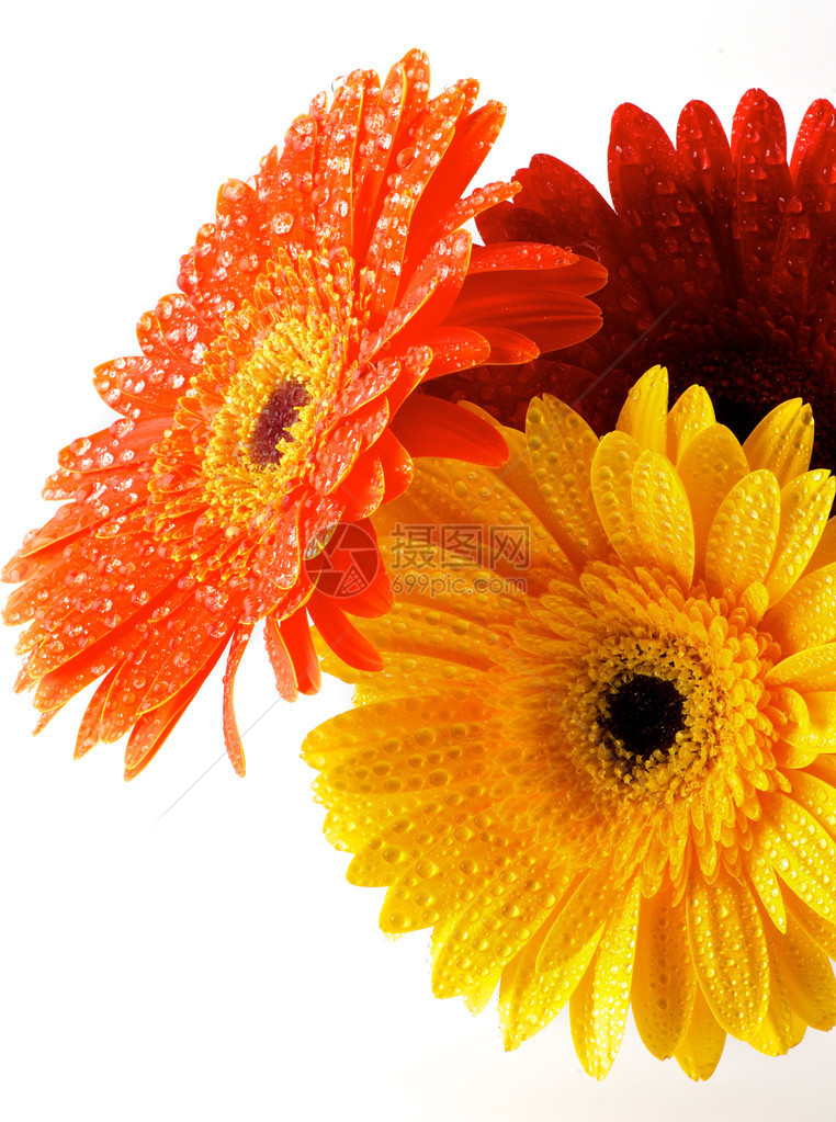 红花橙花和黄花带水滴的花朵图片