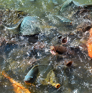 喂鱼许多鱼喂食大量喂鲶鱼罗非鱼鲤鱼和橙色鲤鱼池背景图片