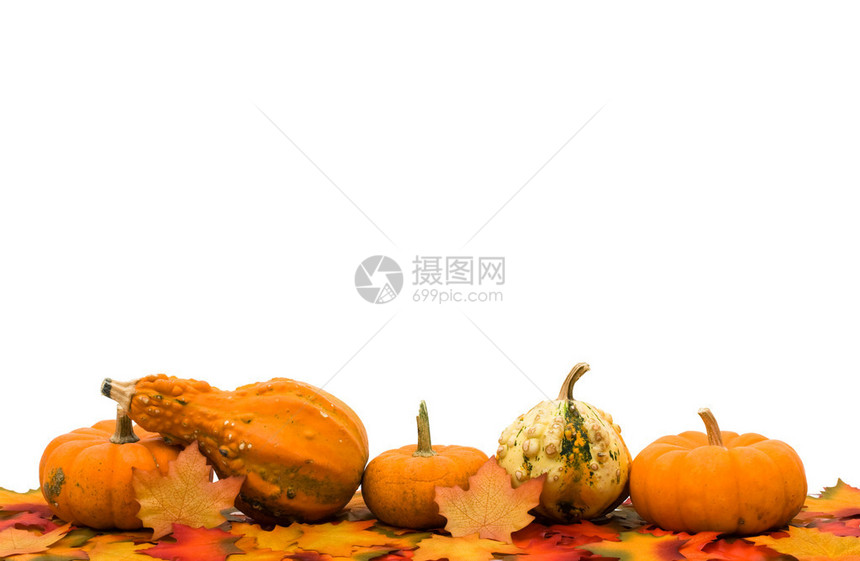 秋天的叶子图片