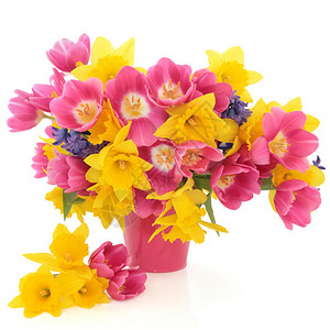 在白色背景的粉色花瓶里做图利普水仙和赫亚背景图片