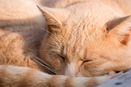 黄猫在秋日的阳光下慵懒图片