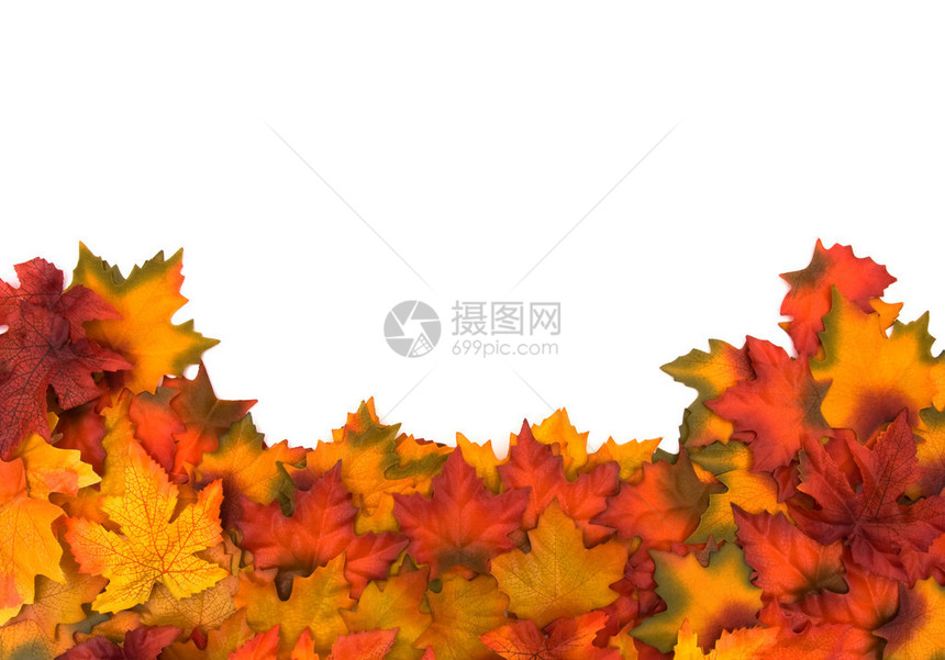 秋天的叶子被白色隔离秋天的边界图片