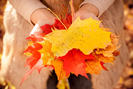 秋天手里拿着树叶图片