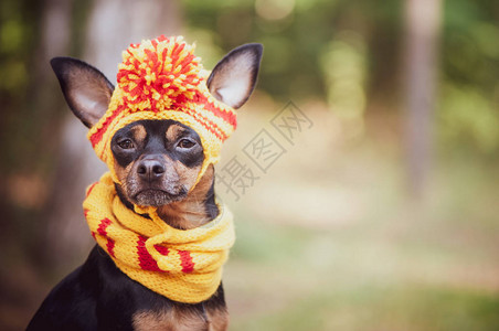 在秋天公园的围巾和帽子狗图片