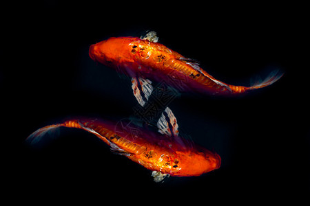 两只红鱼象征着好运和繁荣在黑暗的海水中日本背景图片