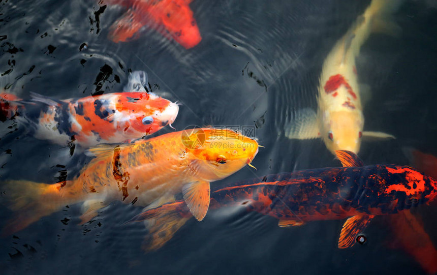 不同颜色的鱼鲤在池塘中拍摄特写镜头图片