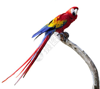 一个大多彩的MacawParrot图片