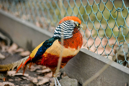 在笼子鸟的美丽的五颜六色的野鸡图片