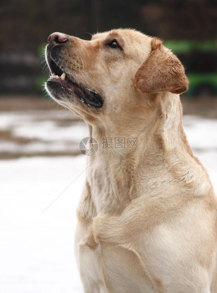 狗品种拉布多猎犬图片