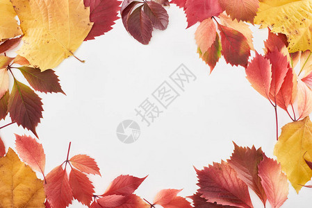 彩色红叶和黄叶的正叶石膏和野葡萄边框图片