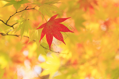 秋天的红叶奥入濑枫图片