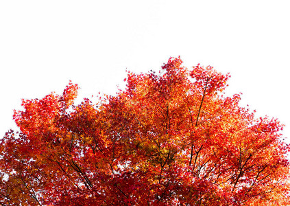 秋叶背景树叶变色图片
