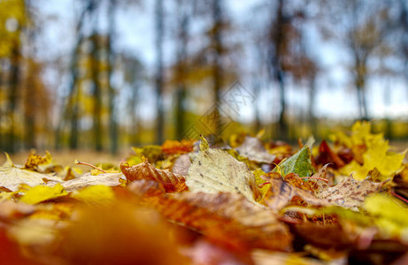 秋天的彩色枫叶很好地传达秋天的心情关闭地面上的橙叶图片