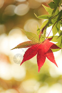 秋天的红叶奥入濑枫图片