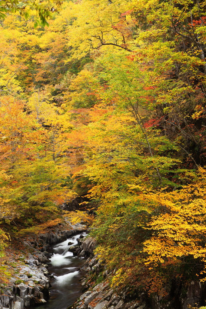 日本福岛中津川谷的秋色图片